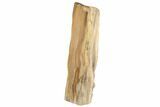 Tall, Polished Petrified Wood Stand Up (Rip-Cut) - Texas #193640-1